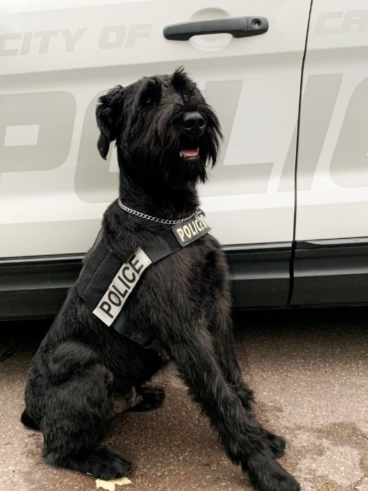 giant schnauzer police dog